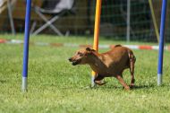 IMG_8558